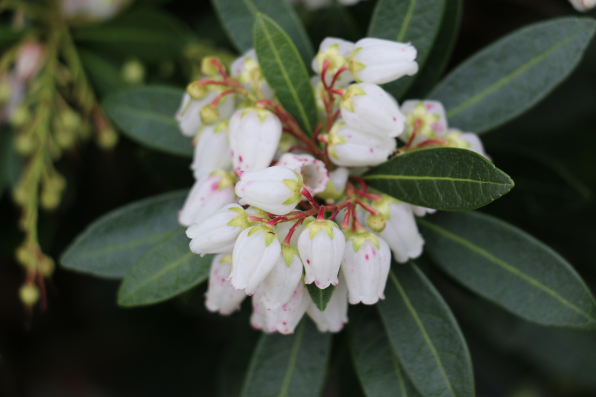 Pieris japonica Temple Bells  (2).jpg